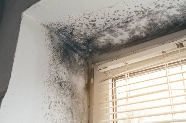 Trusted Commercial Mold Remediation service in York, PA - Cheap Mold Removal